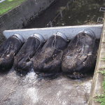 StormX captures 5mm small pollutant Malaysia Singapore Brunei