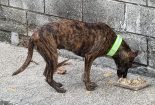 Save A Life Project - Reflective Collar for Stray Dogs in Malaysia