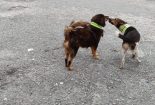 Save A Life Project - Reflective Collar for Stray Dogs in Malaysia
