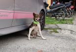 Save A Life Project - Reflective Collar for Stray Dogs in Malaysia